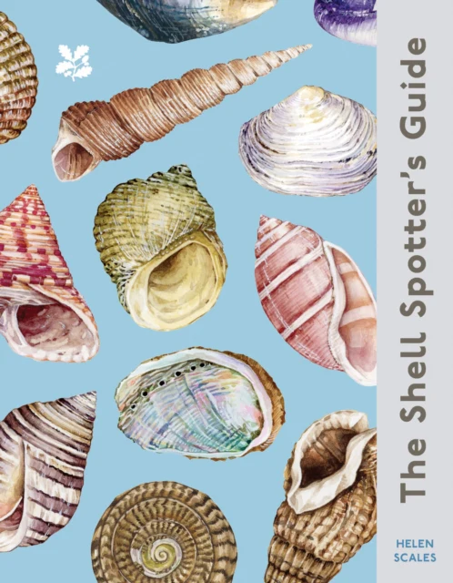 The Shell Spotter’s Guide - Image 2